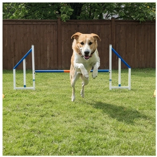 Dutch Shepherd in a family setting